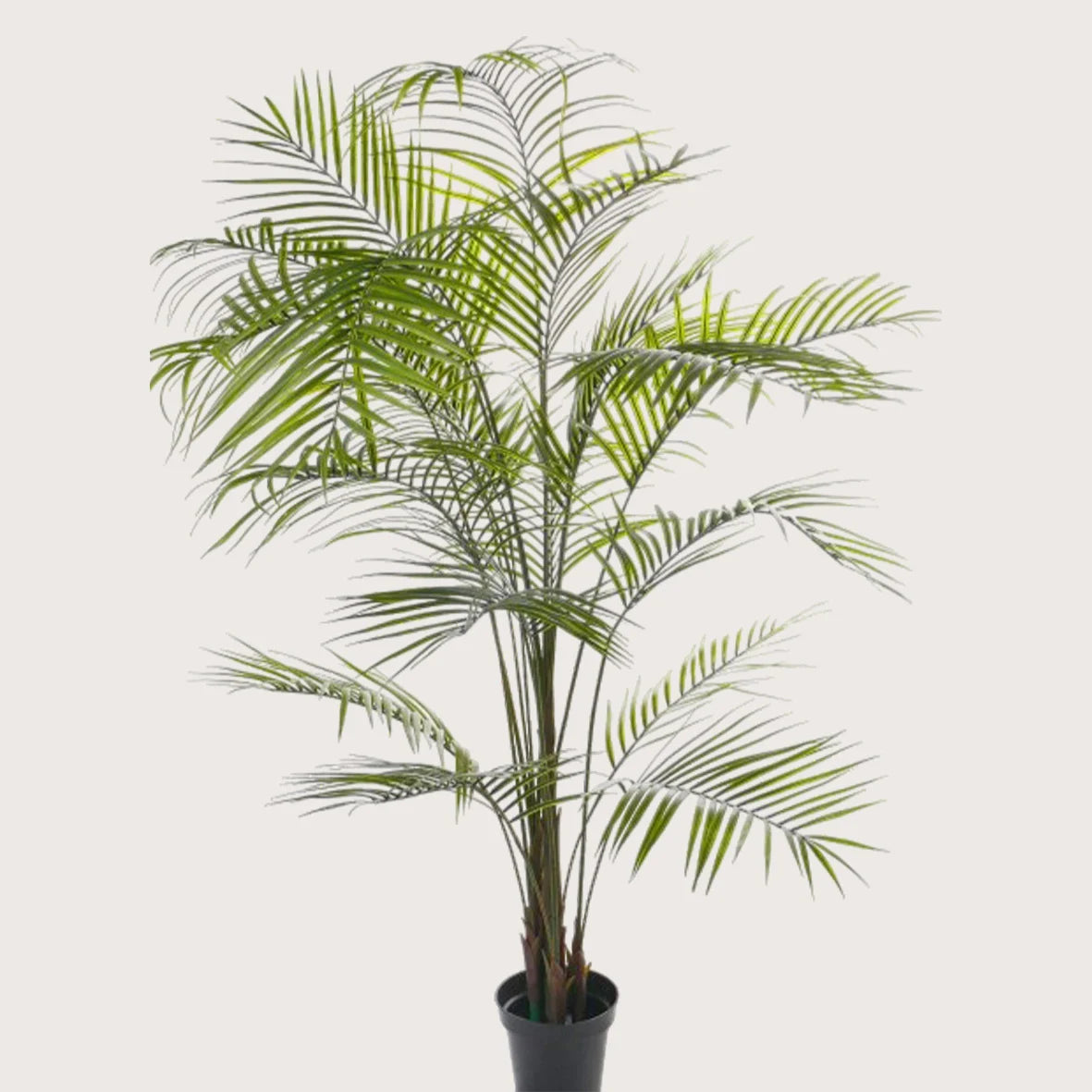 Areca palm UV Groen H195 D140