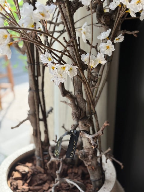 Pot van Pottery Pots beige/zand 75hx37d