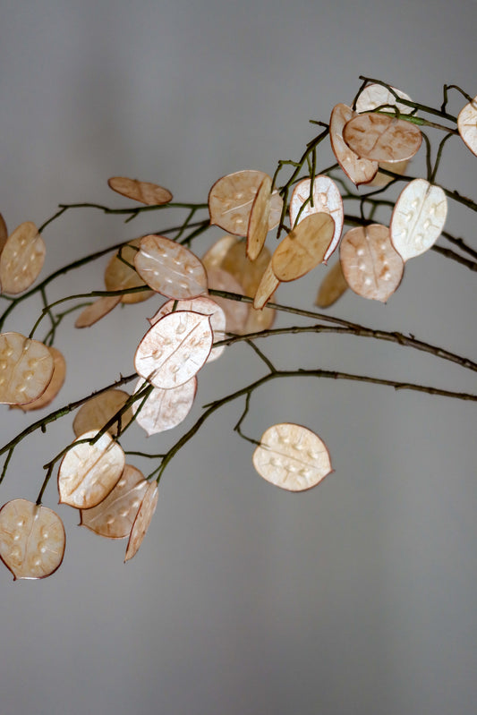 Lunaria Beige 110h