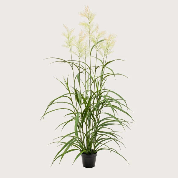 UV bestendige Pluimgrassen 110cm