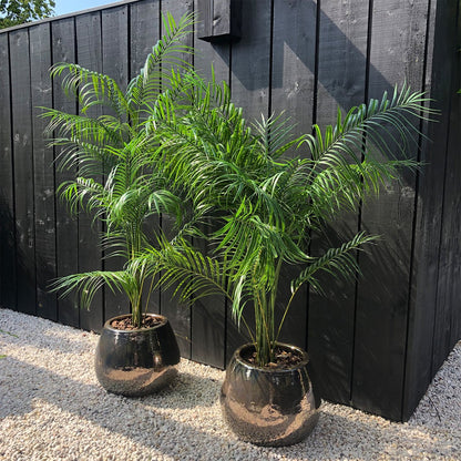 Areca Palm UV Groen H175 D120