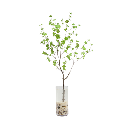 Enkianthus tak 150cm