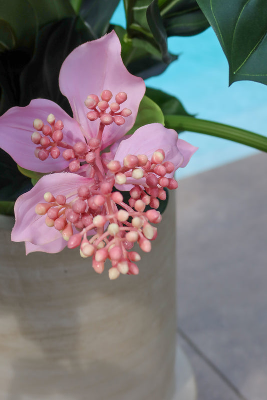 Medinilla zijden kunstplant 66hx80b