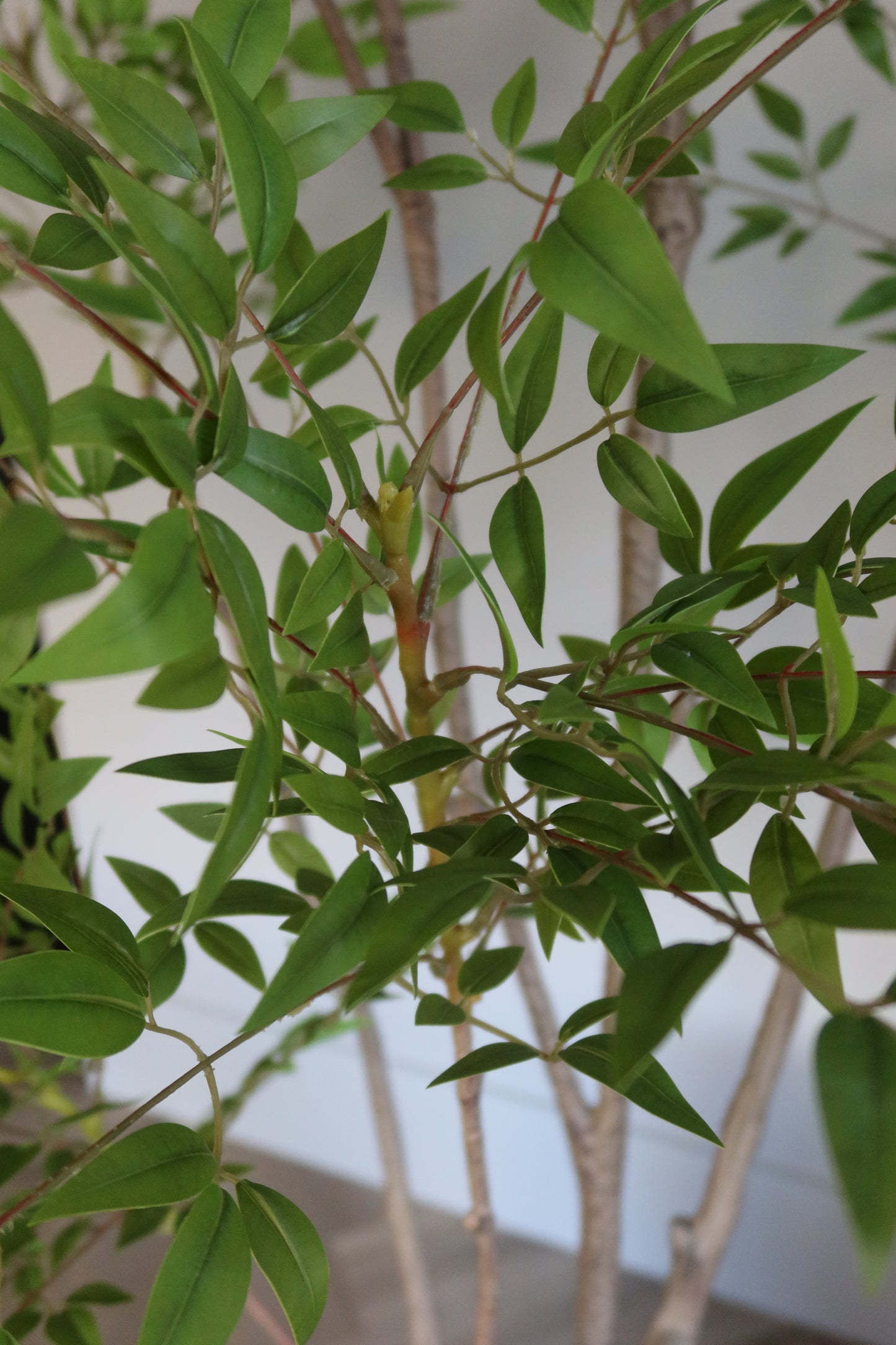 Interieur Reset - Nandina + Terreno Pot