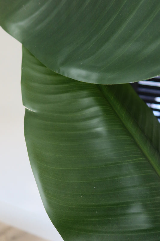 Interieur Reset - Strelitzia plant + Schaal Sjaan