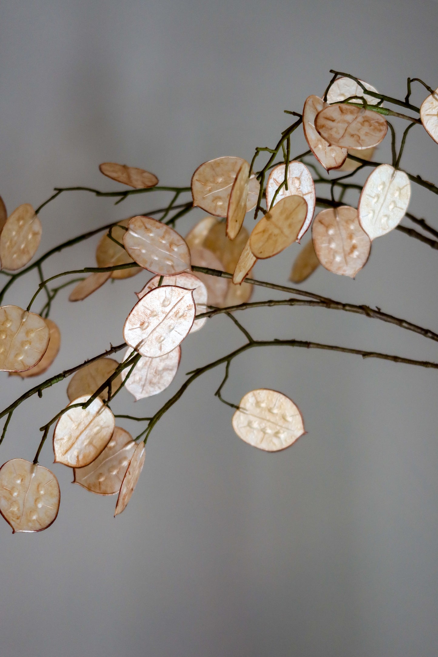 Lunaria Beige 110h