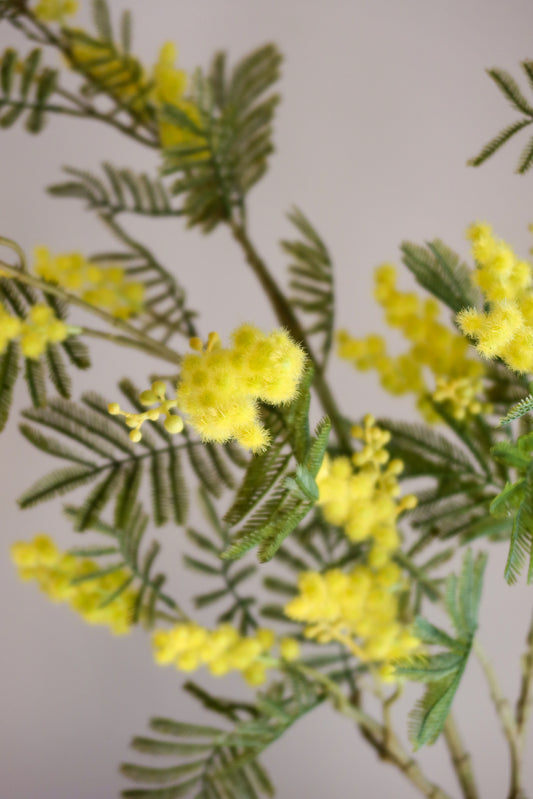 Mimosa tak groen/geel 110h
