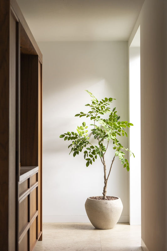 Sandalwood zijden kunstboom 180cm