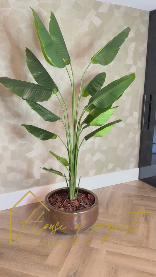 Interieur Reset - Strelitzia plant + Schaal Sjaan